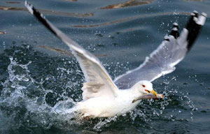 Whooper swans spend winter in Rongcheng city