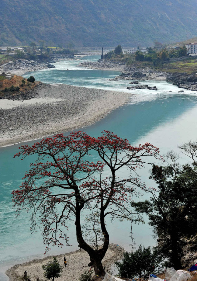 Kapok flowers blossom in Nujiang, China's Yunnan