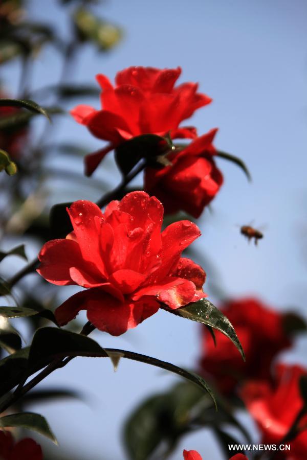 Flowers blossom around China