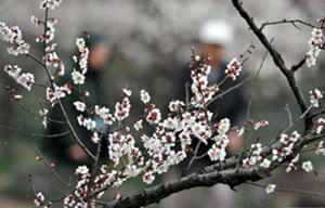 Flowers blossom around China