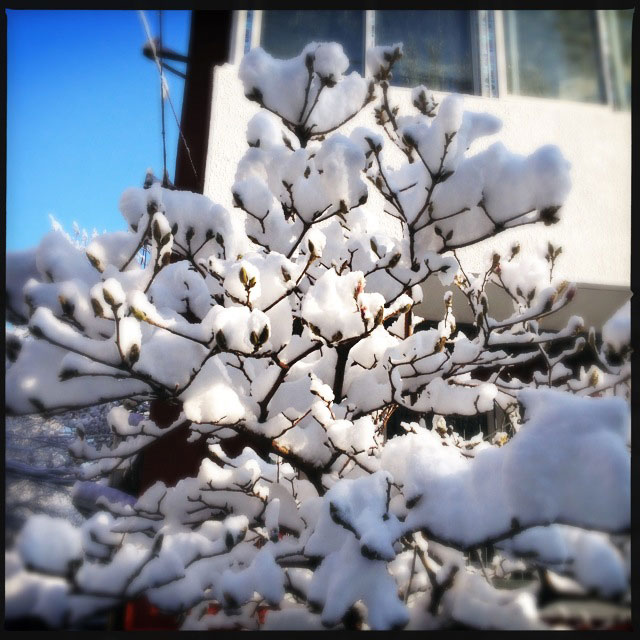 Spring snow blankets Beijing