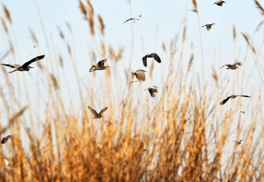 Migratory birds fly to Shahu Lake area in China's Ningxia