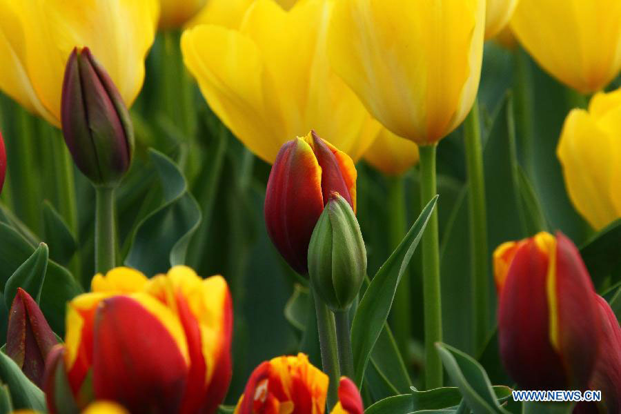 Tulip flowers blossom at botanical garden in Hefei