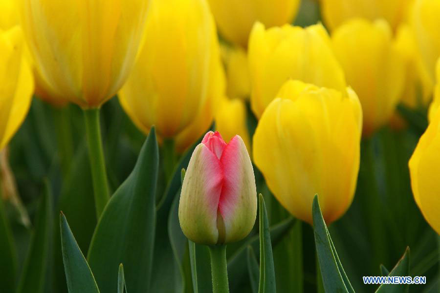 Tulip flowers blossom at botanical garden in Hefei