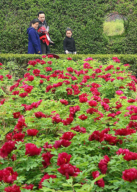 Peony flowers attract visitors in Luoyang