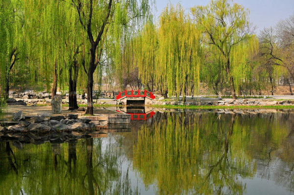 Prime of Spring at the Old Summer Palace