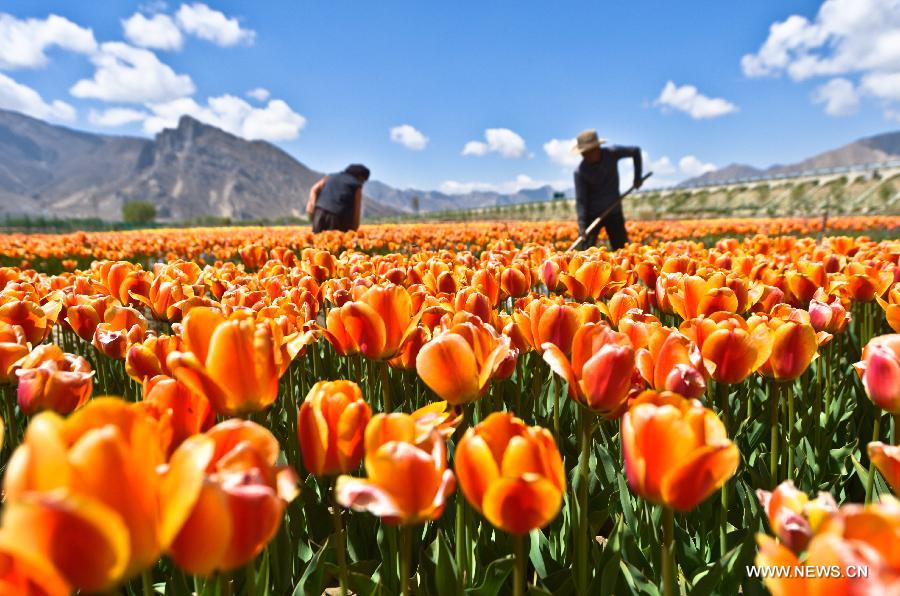Tulip flowers blossom in China's Tibet and Qinghai