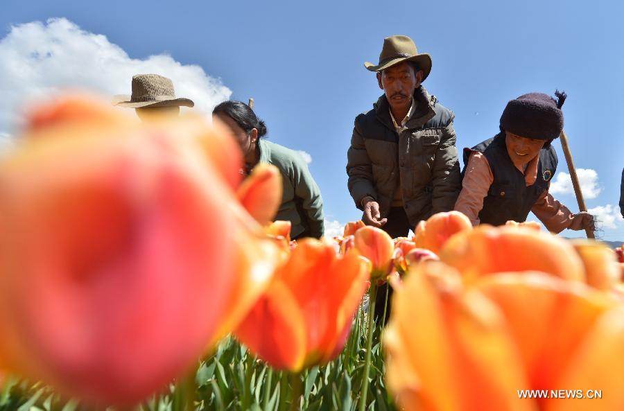 Tulip flowers blossom in China's Tibet and Qinghai
