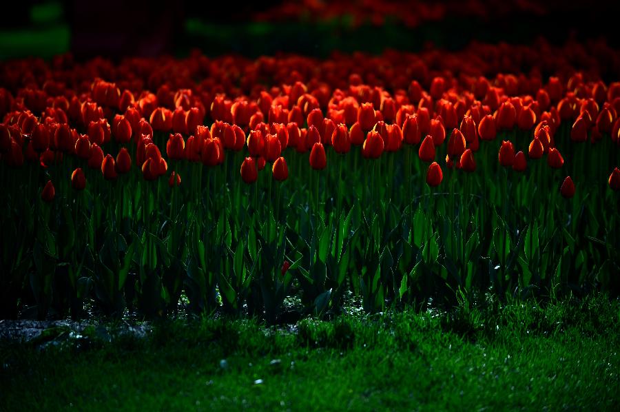Tulip flowers blossom in China's Tibet and Qinghai