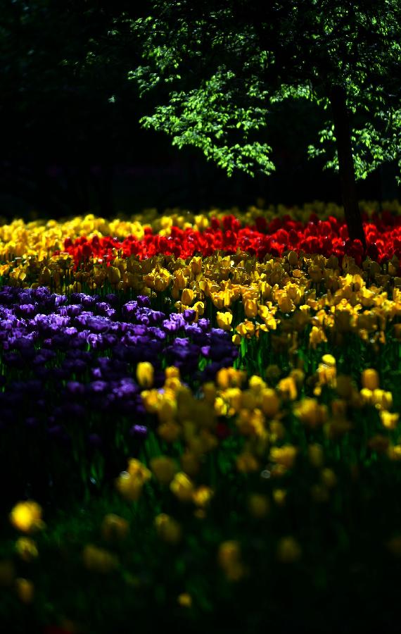 Tulip flowers blossom in China's Tibet and Qinghai