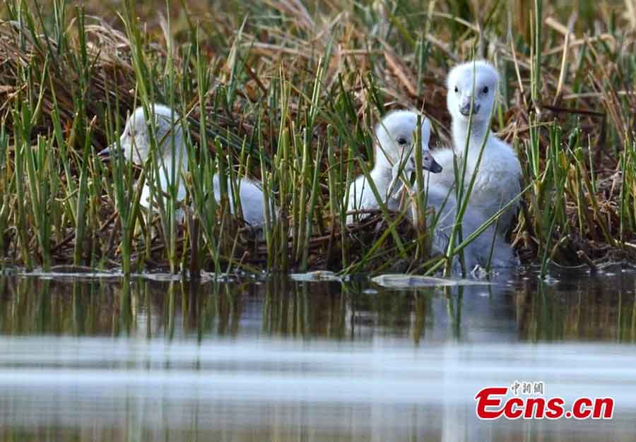 Birds live in harmony with nature in Bayanblak Wetlands, Xinjiang