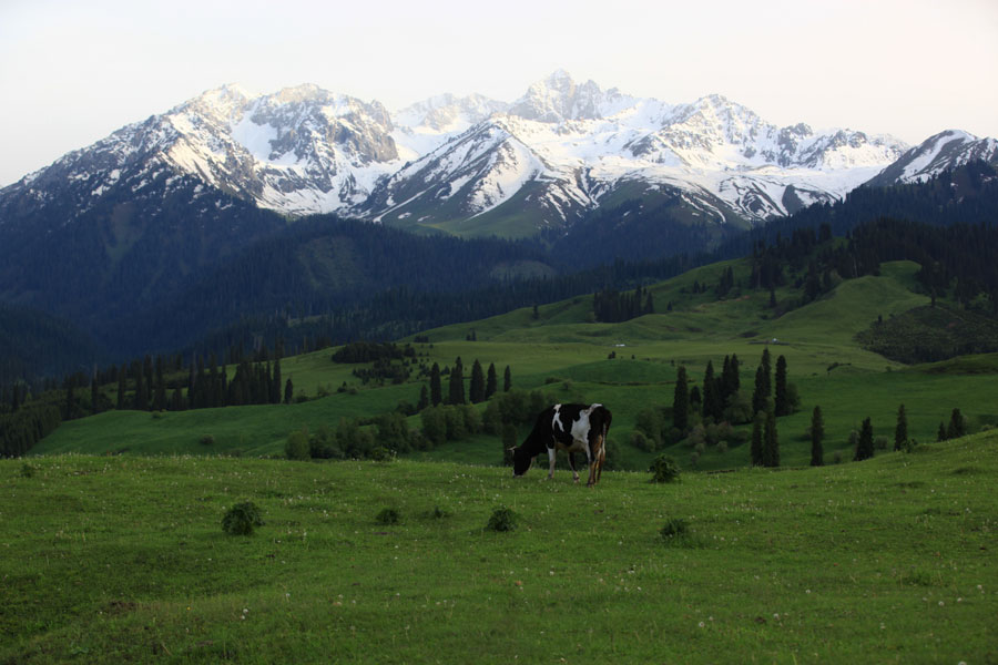 Xinjiang: another charm