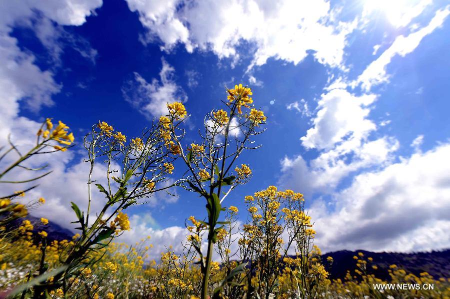 Xinjiang: another charm