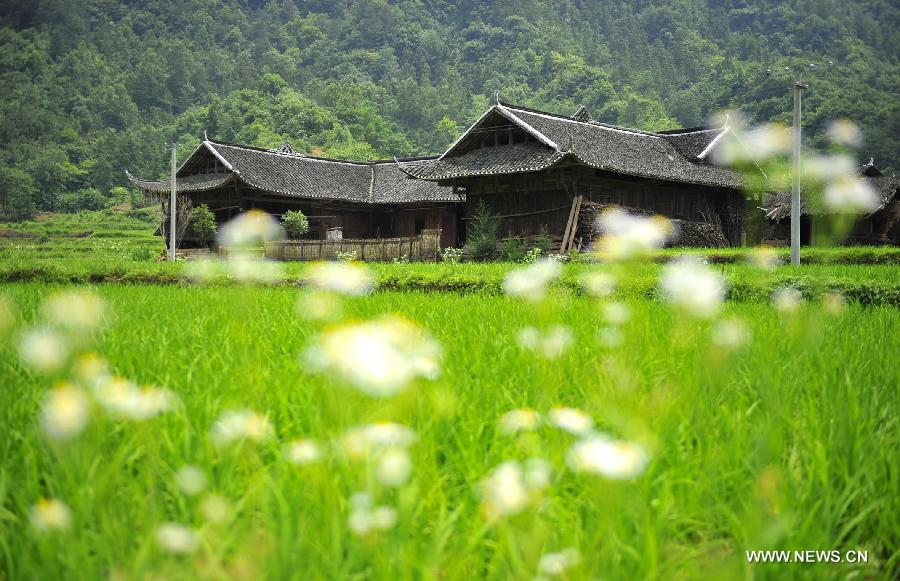 Scenery of stilted houses of Tujia ethnic group