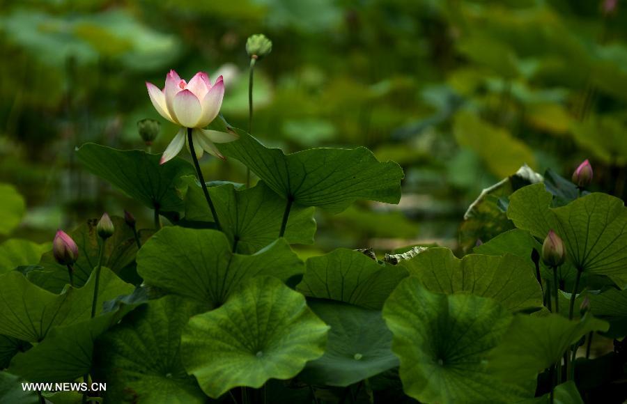 Lotus flowers bloom in Lianhu lake park in China's Xi'an