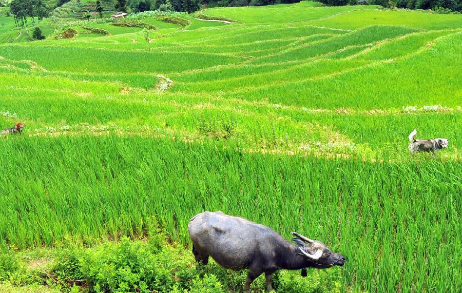 Paddy fields in Yuanyang, China's Yunnan