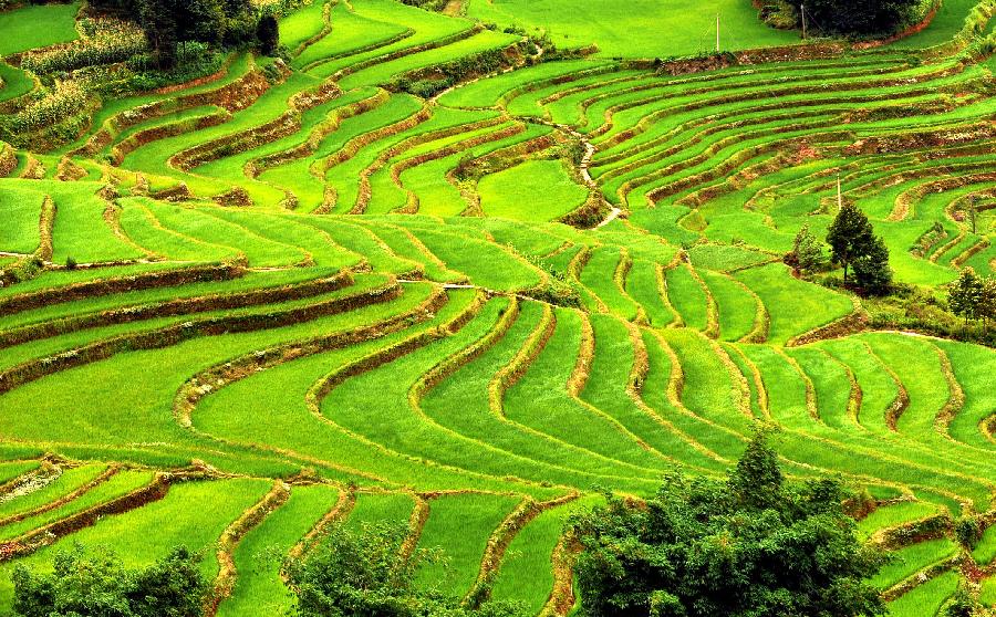 Paddy fields in Yuanyang, China's Yunnan