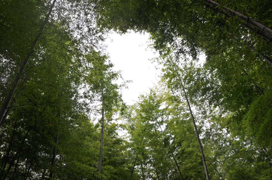 The bamboo sea in Chongqing