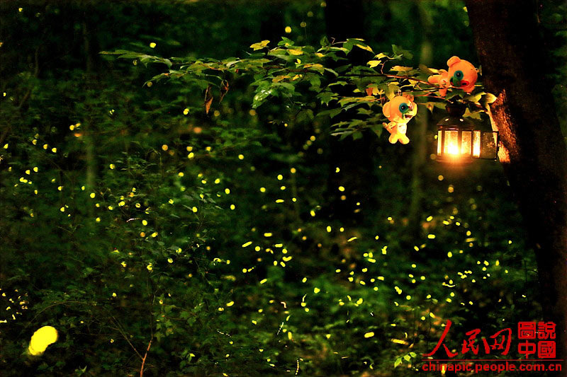 Come and see fireflies in Nanjing