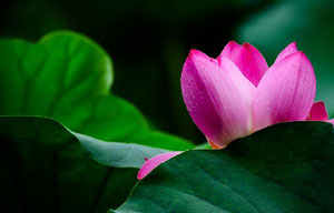Lotus flowers in full bloom