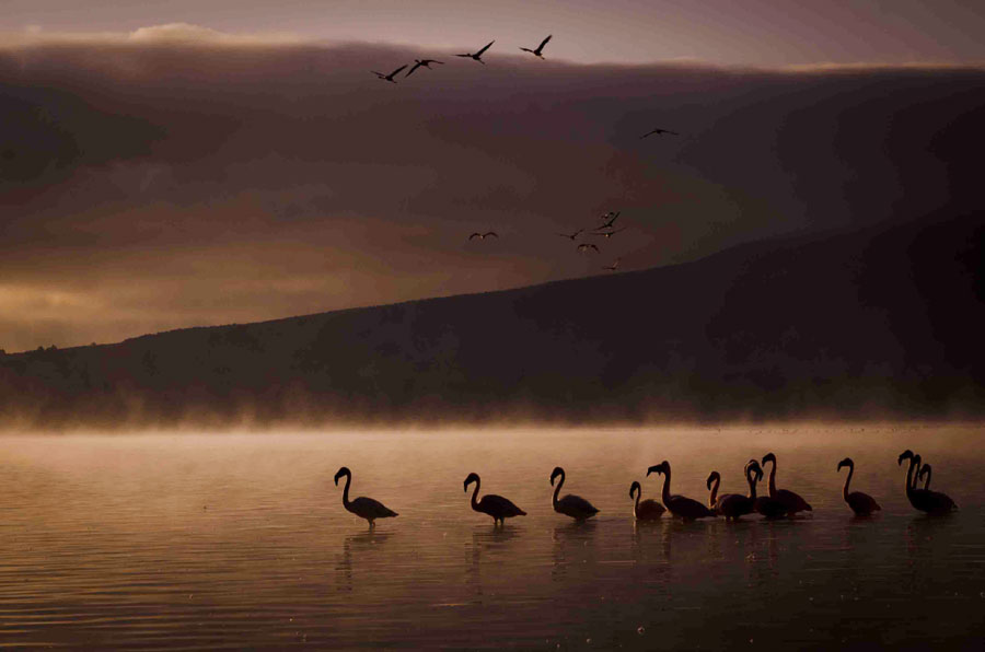 Flamingos at Crater's Lake