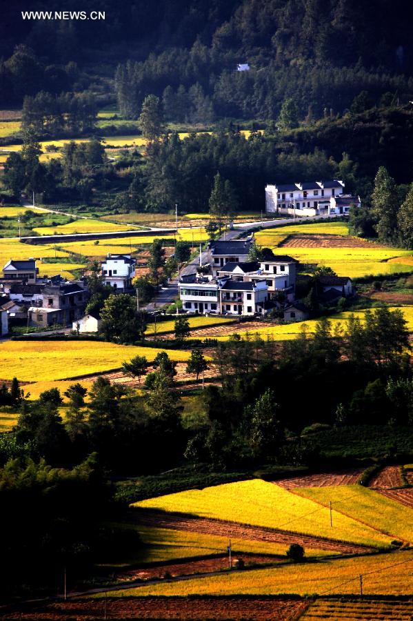 Paddy rice fields in China's Anhui