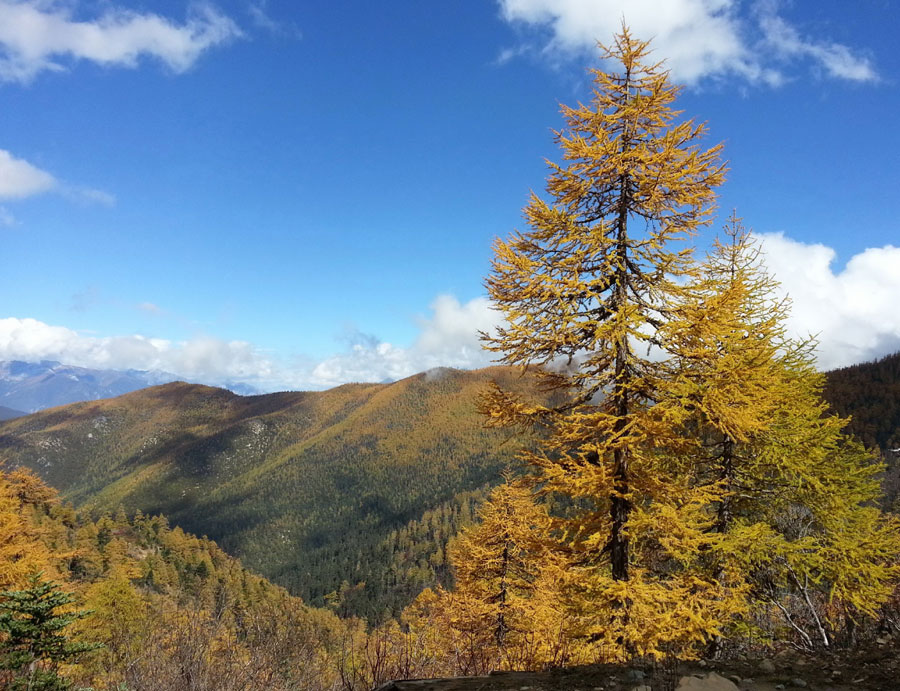 Golden larches brace for winter