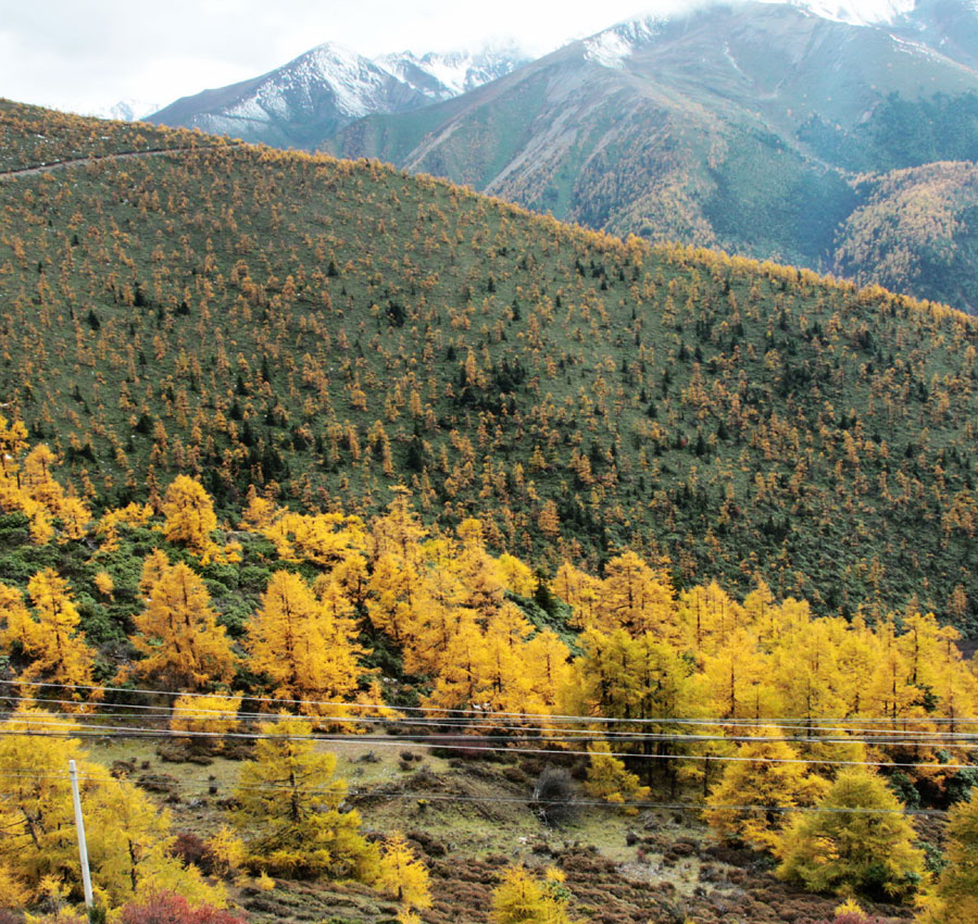 Golden larches brace for winter