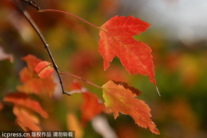 Autumn colors around China