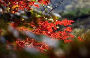 Autumn colors around China