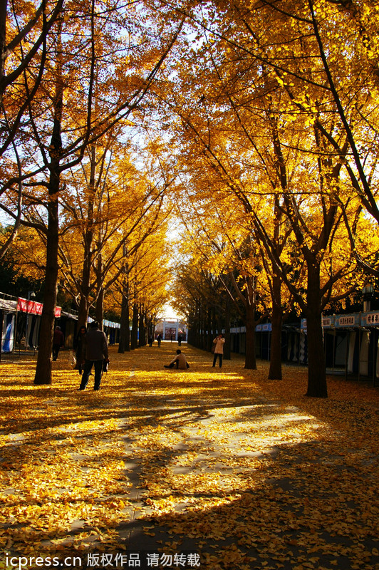 Top 10 places to enjoy autumn leaves in Beijing