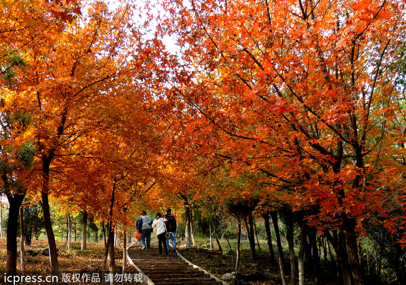 Top 10 places to enjoy autumn leaves in Beijing