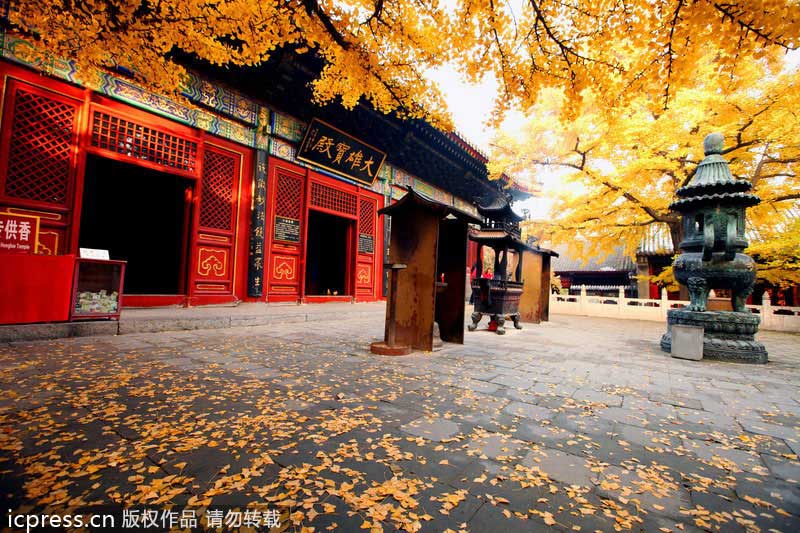 Golden ginkgo lightens Beijing up