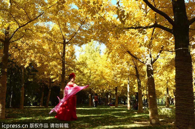 Golden ginkgo lightens Beijing up