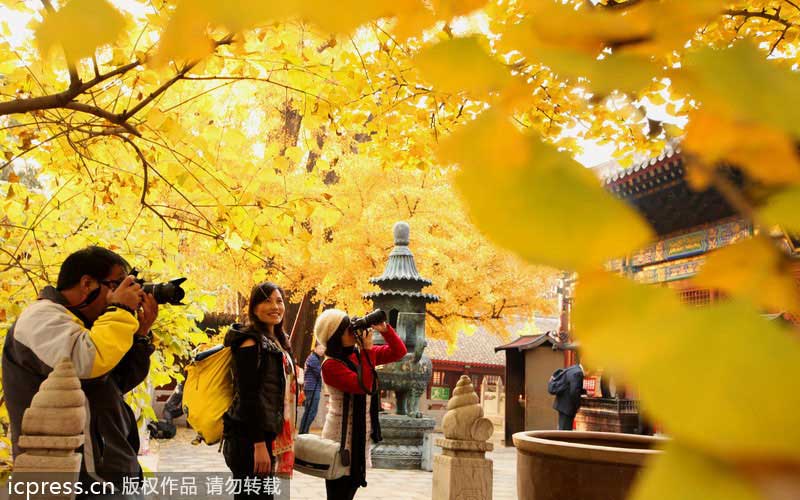 Golden ginkgo lightens Beijing up