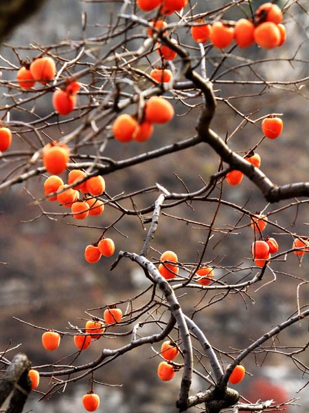Villages of persimmons