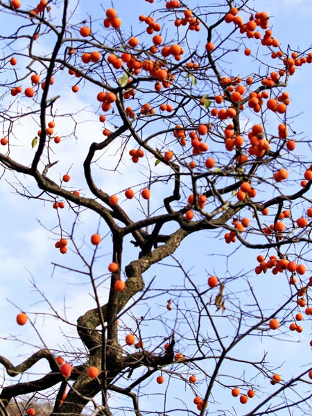 Villages of persimmons