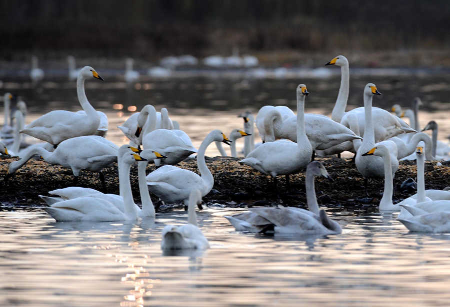 Paradise for swans