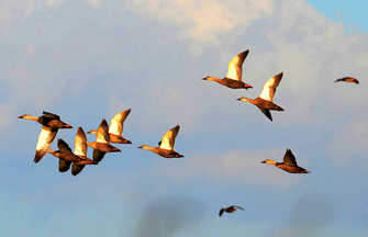 Paradise for swans