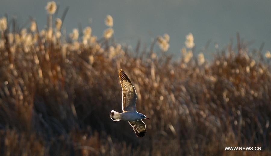 Lalu Wetland National Nature Reserve in Lhasa