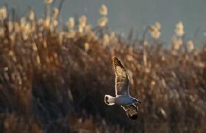 Top 10 bird watching locations