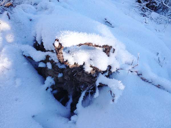 Moerdaoga National Forest Park, a pure white wonderland