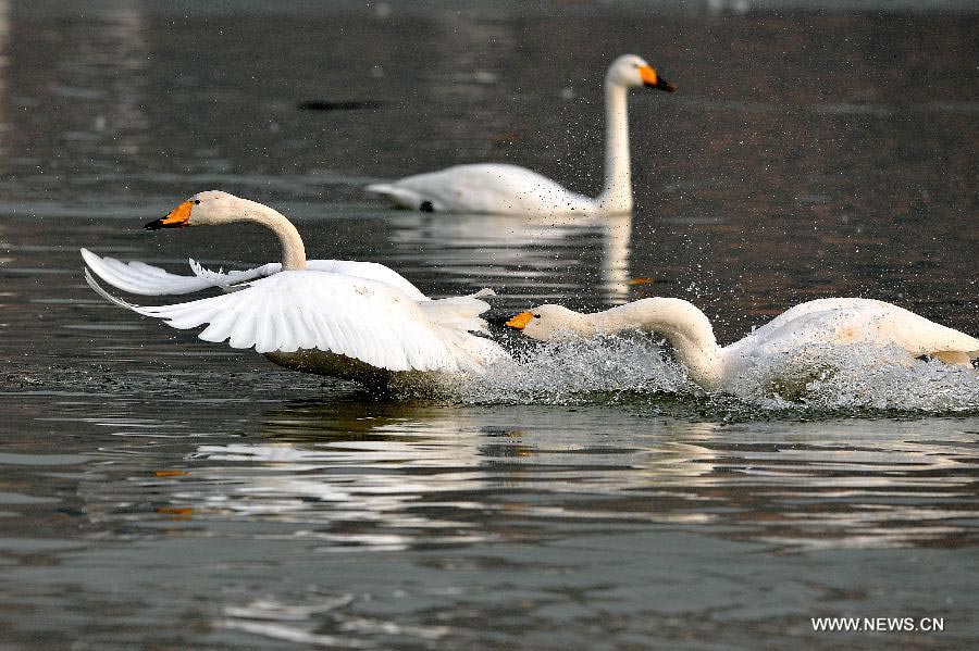 Swans swim at wetland on Yellow River