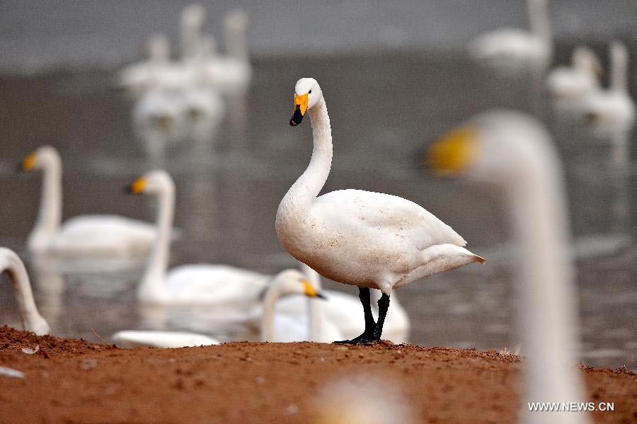 Swans swim at wetland on Yellow River