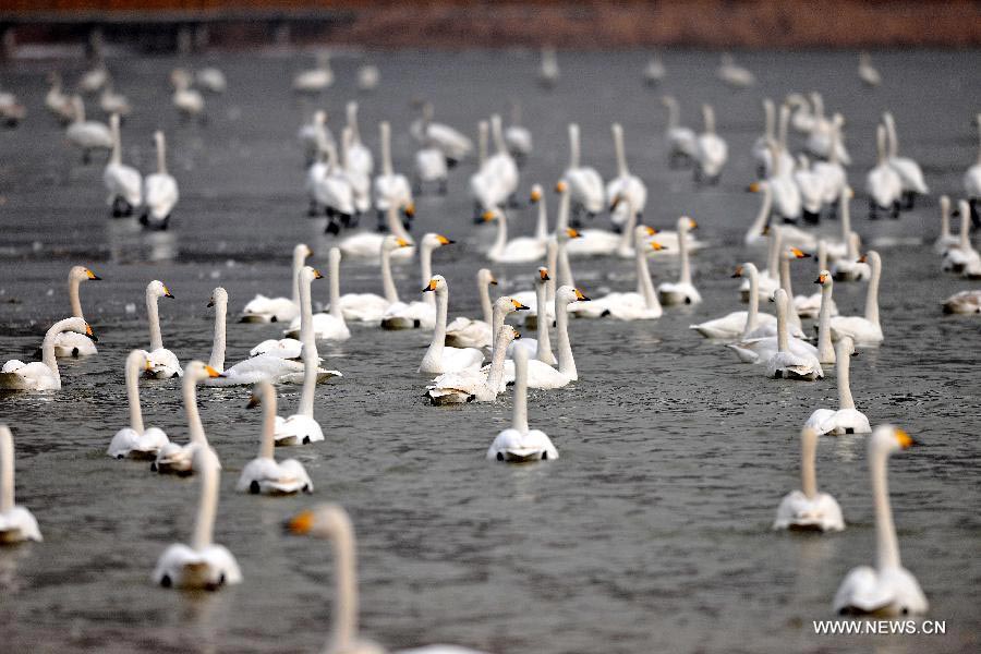 Swans swim at wetland on Yellow River