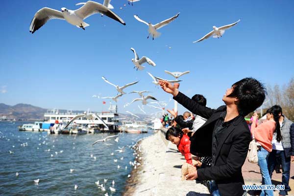 People view black-headed gulls at Dianchi Lake in Kunming