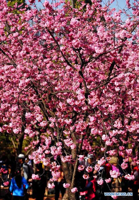 Beautiful cherry blossoms in Kunming