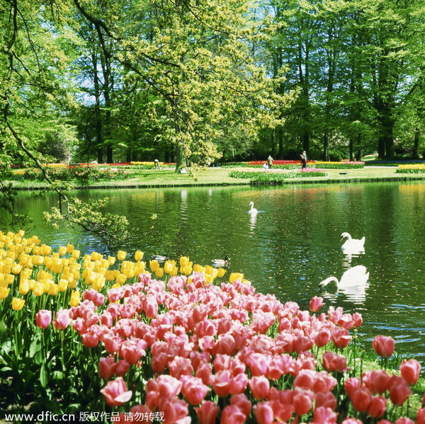 The Netherlands, a kingdom of tulips