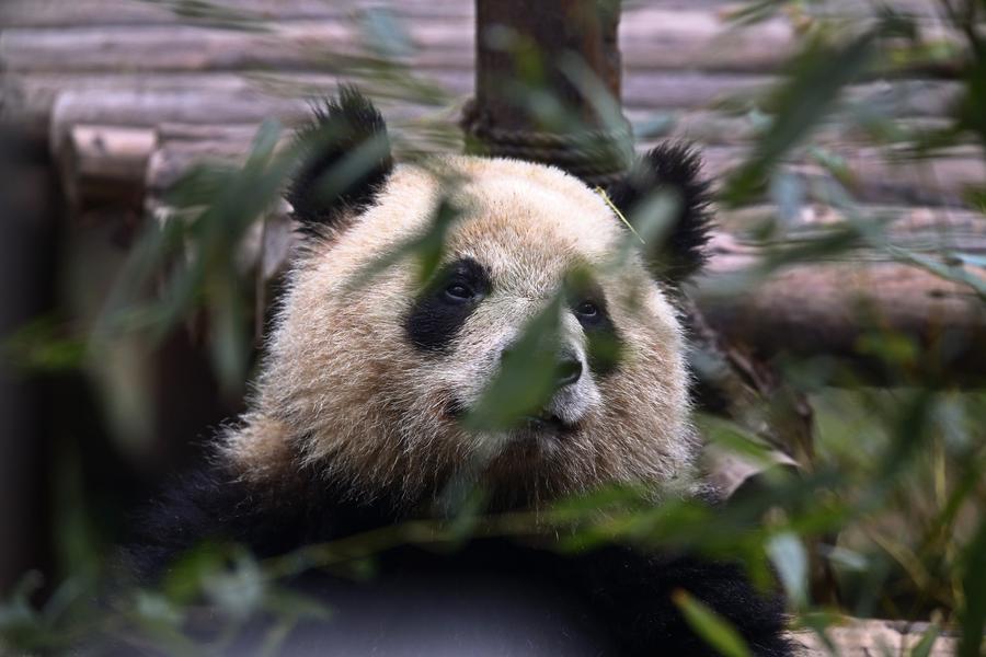 US first lady visits giant pandas