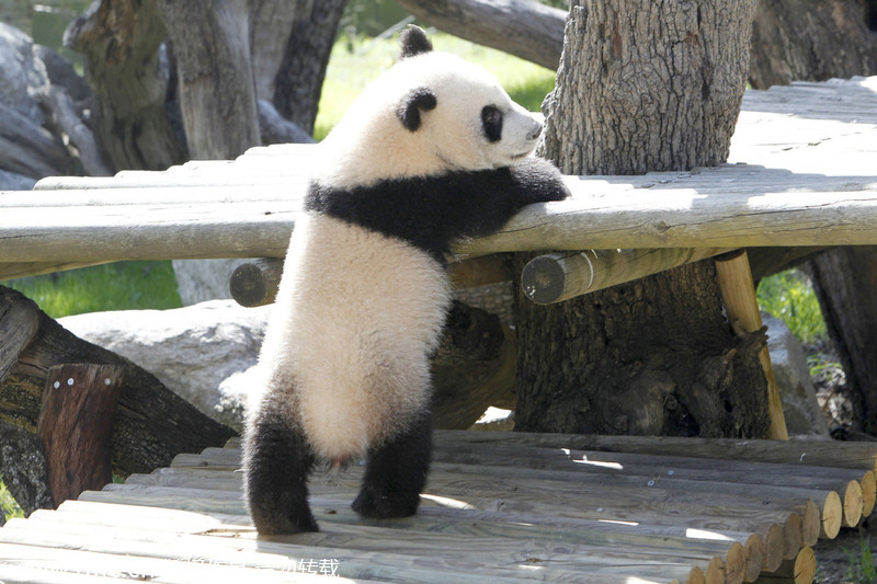 Panda Xing Bao on official presentation at Madrid Zoo